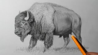 how to draw a buffalo bison pencil drawing