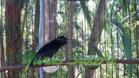 SUARA PIKAT BURUNG KONIN atau KOLIBRI NINJA yang JERNIH dan TERBUKTI AMPUH || ys