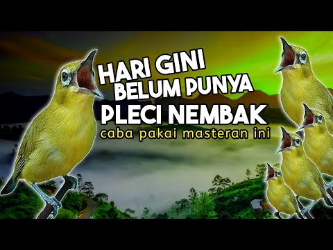 🔴 LIVE Masteran PLECI RockStar Endok tatto MATERI UNIK