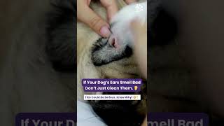 Why Dog’s Ears Smell Bad? | Dog Ear Infection | Mites & Cleaning Tips 🐶👂