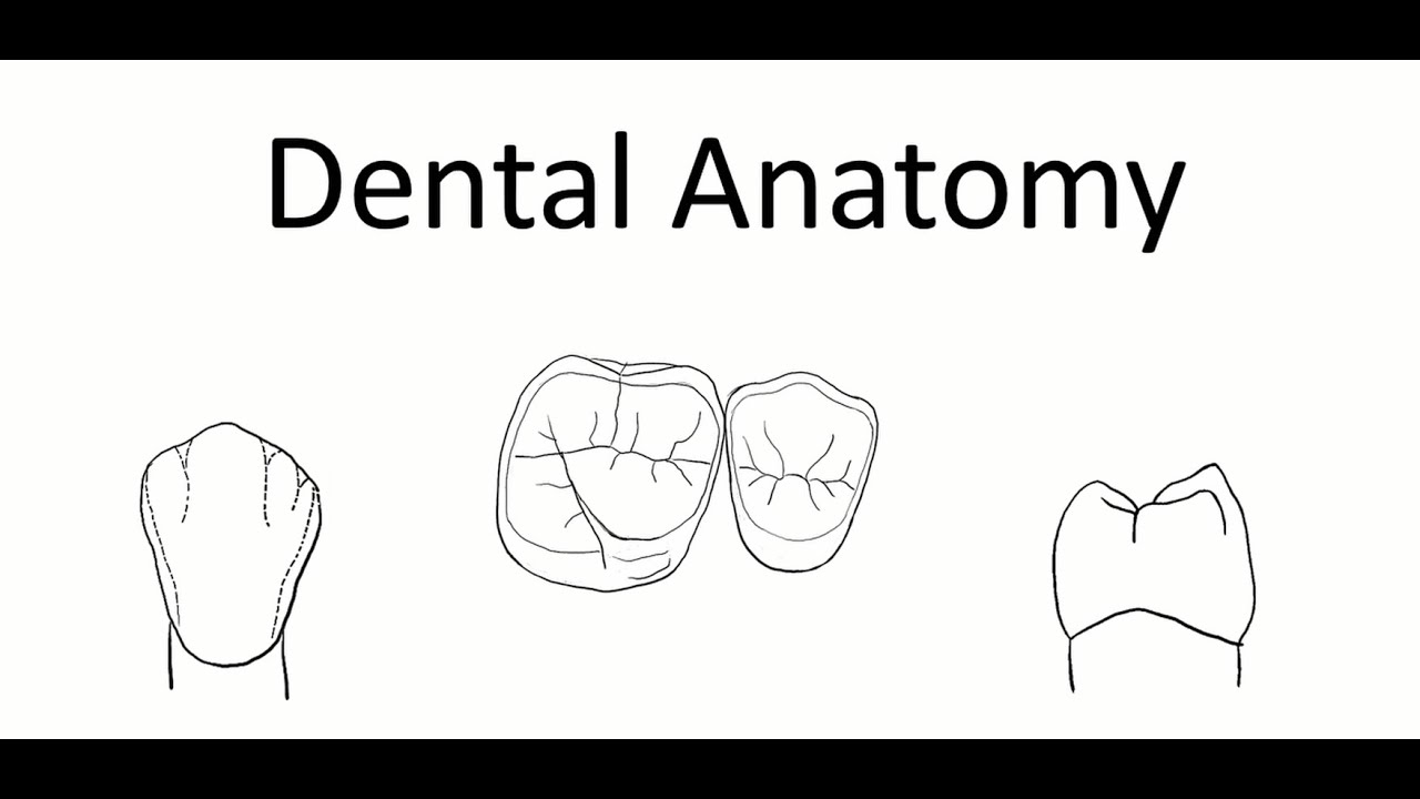 Dental Structures YouTube