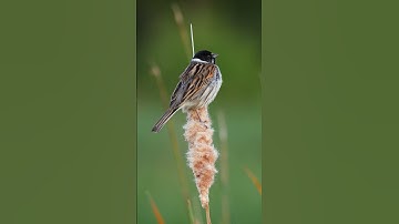 Bird Reed Bunting #Songbird #Bird #Nature #Reed #wildlife #beautiful #bunting #feathers HA72049