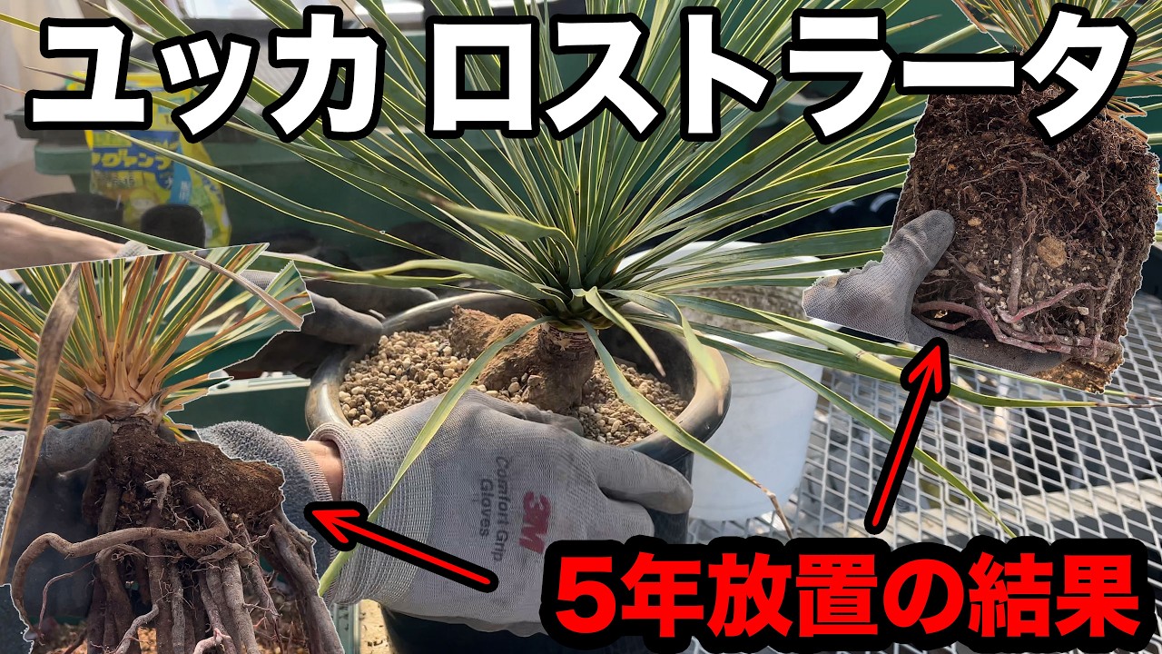 I repotted my Yucca rostrata after leaving it alone for five years