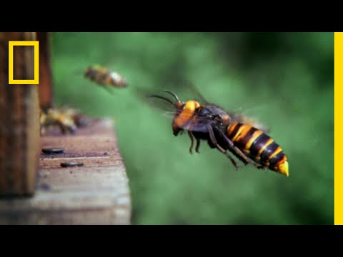 スズメバチを撃退するニホンミツバチ | ナショジオ