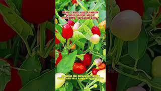 benih cabai hias rainbow link pembelian di deskripsi #berkebun #benihcabai #cabaihiasrainbow