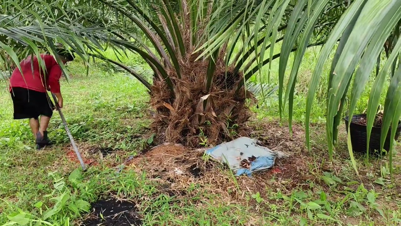 (ต่อ) ตัดปาล์ม ซีหราด เอลิท อายุ 3ปี 4เดือน จ.สกลนคร 