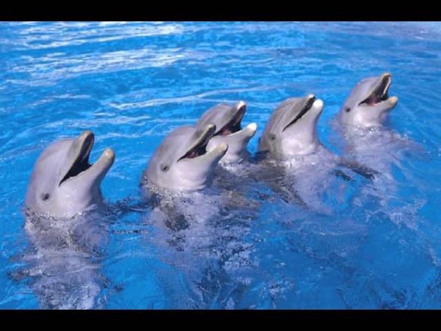 Los increíbles delfines - YouTube