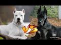 Аргентинский дог против Немецкого дога//Сила укуса//Animals Battle//Версус//Кто сильнее//