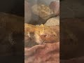 Lizard doesn’t stop drinking