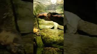 RELAX слушать классическую фоновую музыку без слов или тайны подводного мира на #живой_звук_природы
