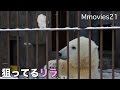 Polar Bear is playing with ice ちょうどいいおもちゃを見つけたリラ