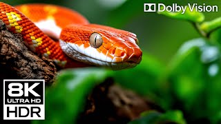 The Most UNREAL 8K HDR Video Ever Made - Dolby Vision 120 FPS (8K / 4K TV Demo)