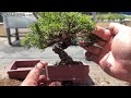 【SNP】美芸さんにでも入れとくか #盆栽 #bonsai