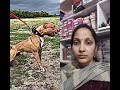 Big Pitbull are not scary #pitbull # shorts # trending shorts # viral shorts # ytshort