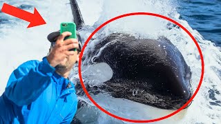 Embrace Happiness 7 Heartwarming Orca Encounters to Brighten Your Day
