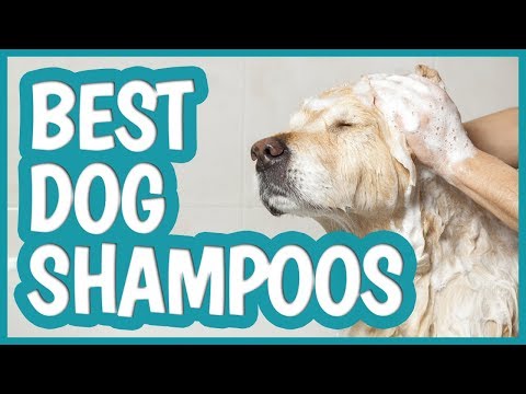 best-dog-shampoo-in-2019-|-top-10-dog-shampoos