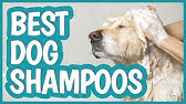 Moosh Dog Shampoo - Natural Dog Shampoo - Product Review - YouTube