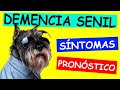 Demencia Senil en PERROS