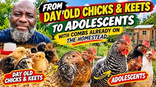 Moving Chicks & keets along through brooders before Gen pop