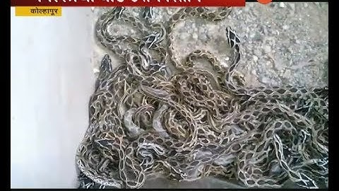 कोल्हापूर | विषारी साप घोणसचा पिलांना जन्म