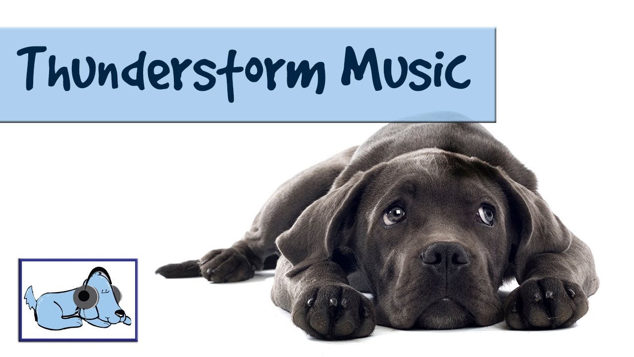 soothing sounds for dogs during storms