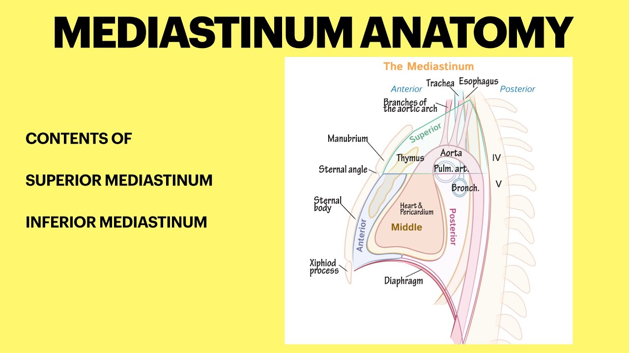 Mediastinum anatomy | Superior mediastinum |Inferior mediastinum ...