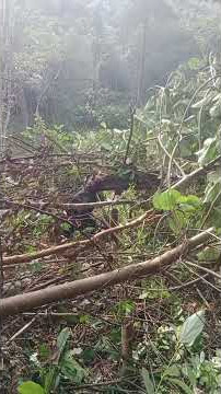 Rumilik di ladang norren