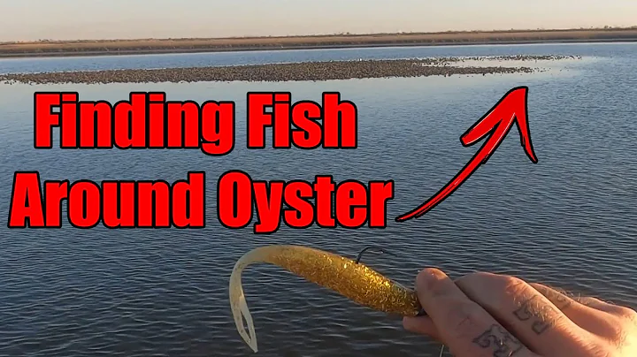 Finding Fish around Oyster
