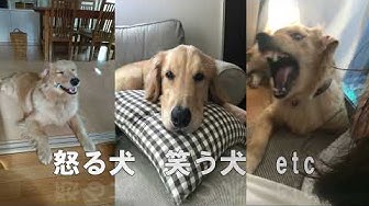 笑う犬 Youtube