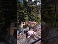 Simulate extreme hunting &amp; survival skills vol186 rdr2 #shorts #short