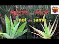 Agave and aloe are not the same - YouTube