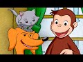 George e o Pequeno Gatinho! 🐵 George, o Curioso 🐵 Desenhos Animados