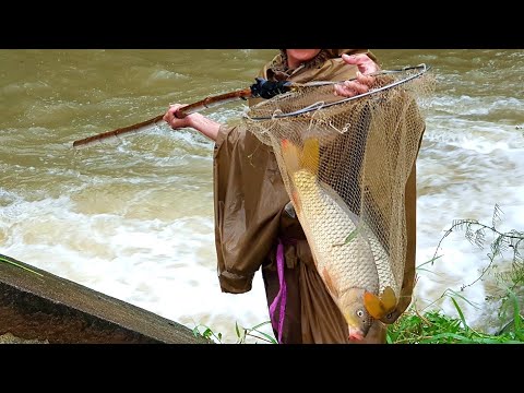 BẮT CÁ CHÉP KHỦNG TRÊN SÔNG MÙA LŨ - Son Duoc VN