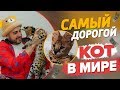 КУПИЛ КОТА GUCCI ЗА ПОЛМИЛЛИОНА РУБЛЕЙ!