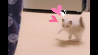 집사만 따라다니는 귀여운 랙돌 아기고양이 /A cute ragdoll kitten that only follows the butler. Shorts