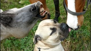 Horse reacts funny to a Boerboel's kiss by Boerboel Yzer 658 views 5 months ago 2 minutes, 42 seconds