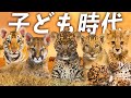 早く王様になりたい！子猫たちの生存戦略