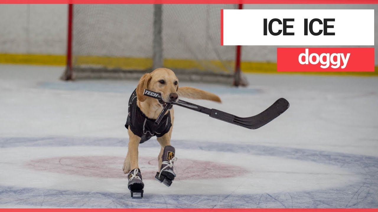 World's first' ice skating dog looks like he's loving life after