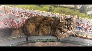 Cat on a model train railway, a OO gauge annoyance.