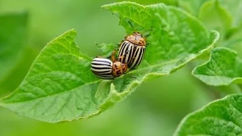 Effective Pest and Disease Management in Agriculture (13 Minutes)