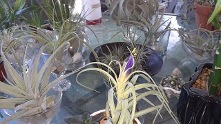 How to water and take care of Air Plants when they start to flower🌸