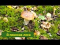 Где собирать грибы в Калининграде. Проверим.