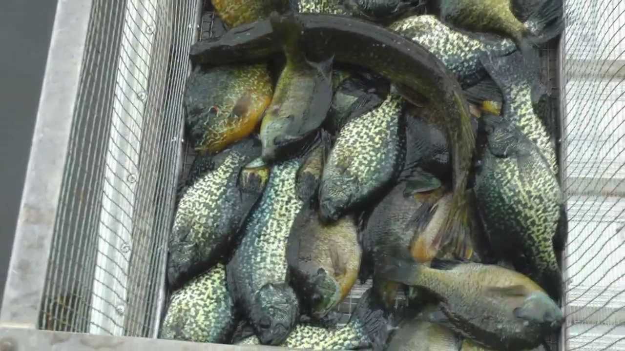 Crappie fishing spawning season