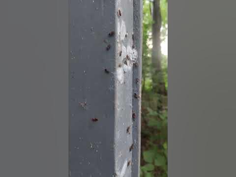 #Клоп солдатик: #Жуки и Насекомые Украины. #Firebug #Beetles and ...