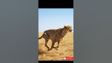 Cheetah Chase: Speed of the Savannah
