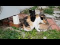 길냥이 모성애...