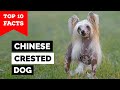 Chinese Crested Dog - Top 10 Facts の動画、YouTube動画。