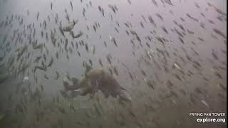 Shark Cam   Live underwater webcam of sharks   Explore org   Google Chrome 2020 12 20 14 48 37