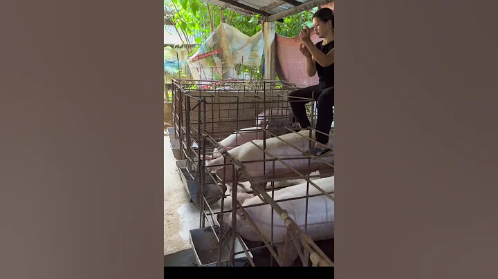 inject ng parvo vaccine sa mga dumalaga bago ipabarako. #pig #pigfeed #animals #pigfarming #farming