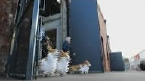 Meet the corgis on wheels set to celebrate the Que...